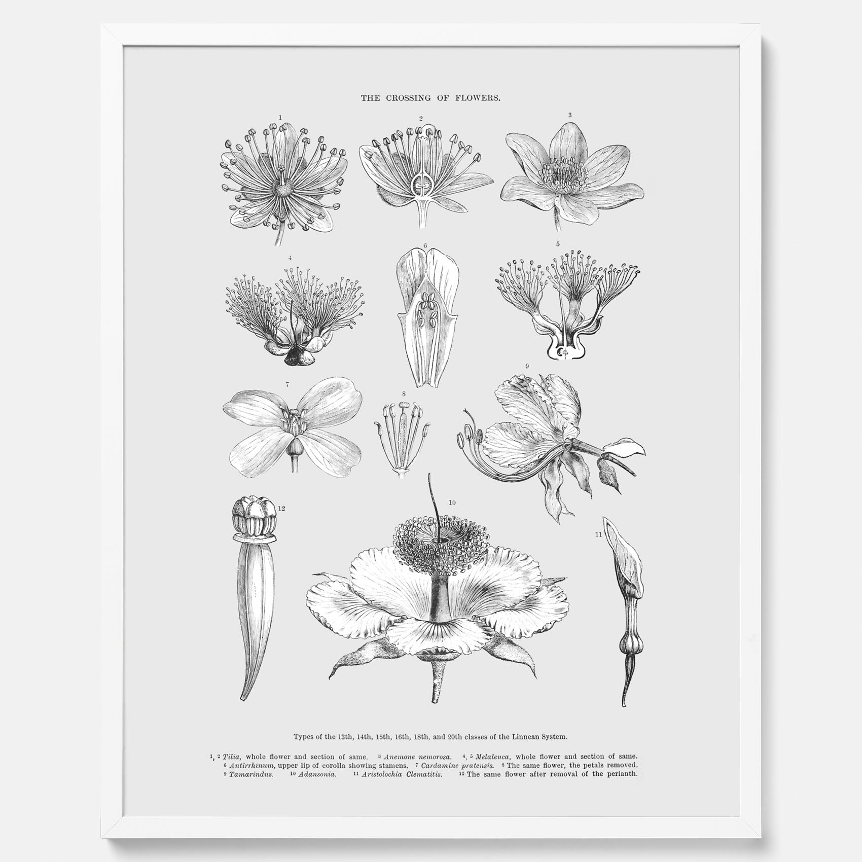 En vintageposter som föreställer blommor utifrån Linnésystemet (även kallad Linnés sexualsystem)