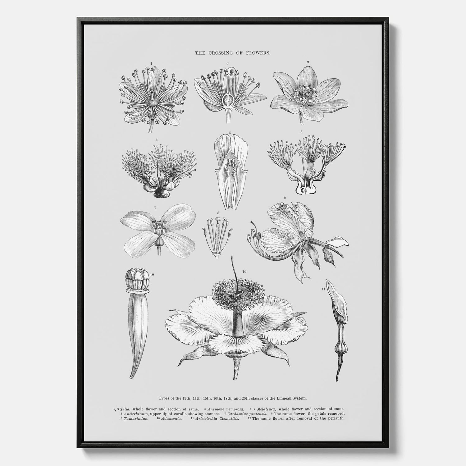 En vintageposter i canvas som föreställer blommor utifrån Linnésystemet (även kallad Linnés sexualsystem)