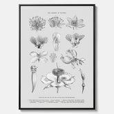 En vintageposter i canvas som föreställer blommor utifrån Linnésystemet (även kallad Linnés sexualsystem)