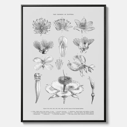 En vintageposter i canvas som föreställer blommor utifrån Linnésystemet (även kallad Linnés sexualsystem)