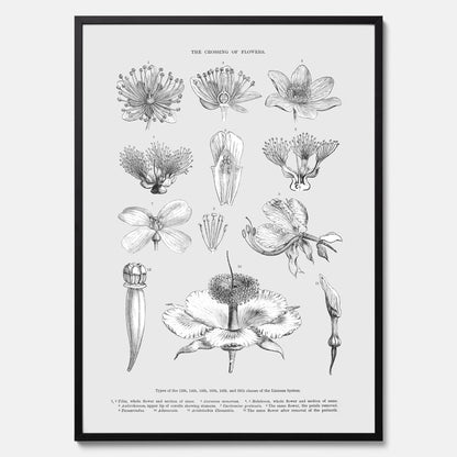 En vintageposter som föreställer blommor utifrån Linnésystemet (även kallad Linnés sexualsystem)