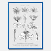 En vintageposter som föreställer blommor utifrån Linnésystemet (även kallad Linnés sexualsystem)