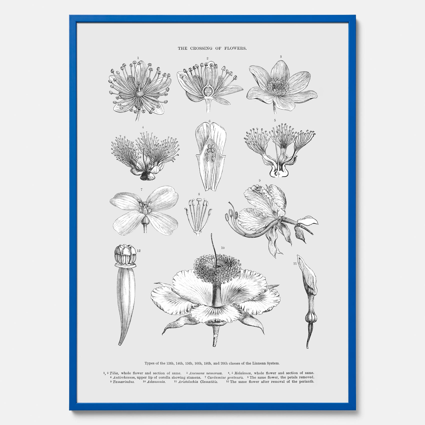 En vintageposter som föreställer blommor utifrån Linnésystemet (även kallad Linnés sexualsystem)