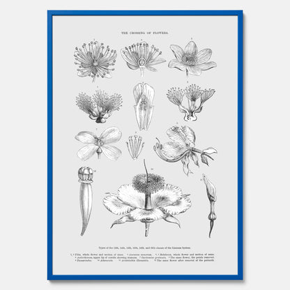 En vintageposter som föreställer blommor utifrån Linnésystemet (även kallad Linnés sexualsystem)