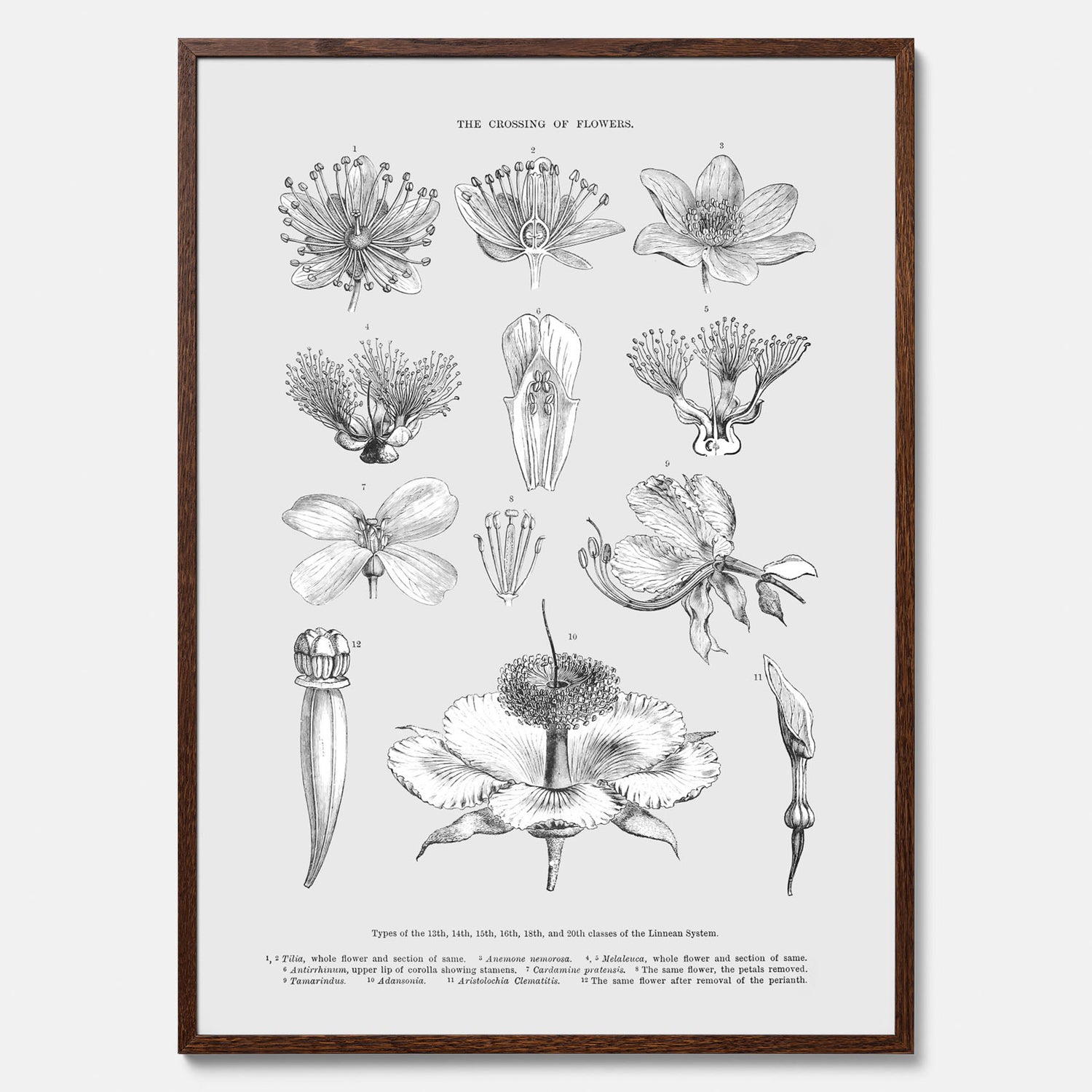 En vintageposter som föreställer blommor utifrån Linnésystemet (även kallad Linnés sexualsystem)
