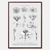 En vintageposter som föreställer blommor utifrån Linnésystemet (även kallad Linnés sexualsystem)