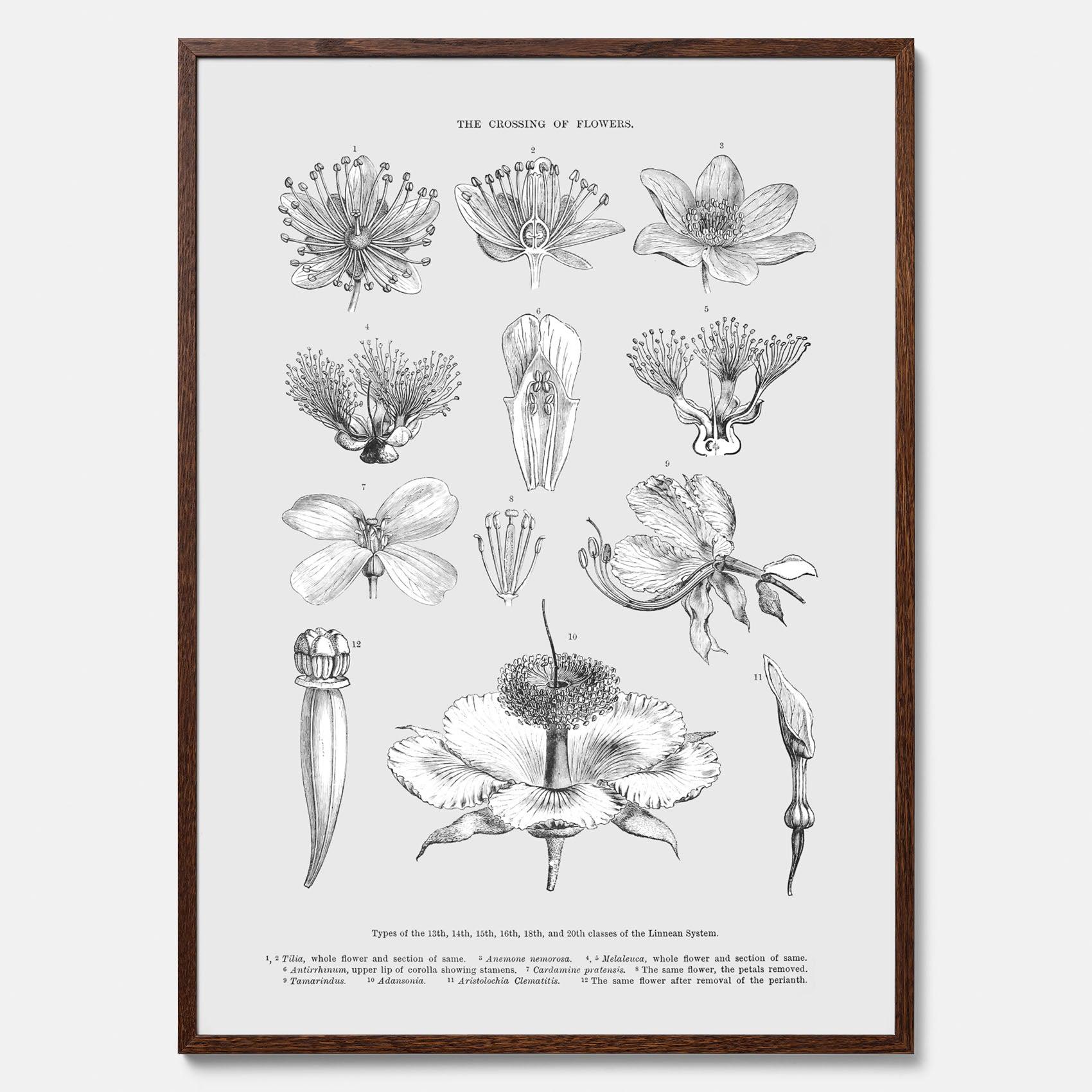 En vintageposter som föreställer blommor utifrån Linnésystemet (även kallad Linnés sexualsystem)