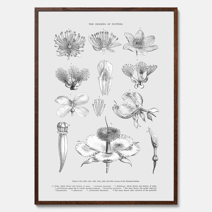 En vintageposter som föreställer blommor utifrån Linnésystemet (även kallad Linnés sexualsystem)