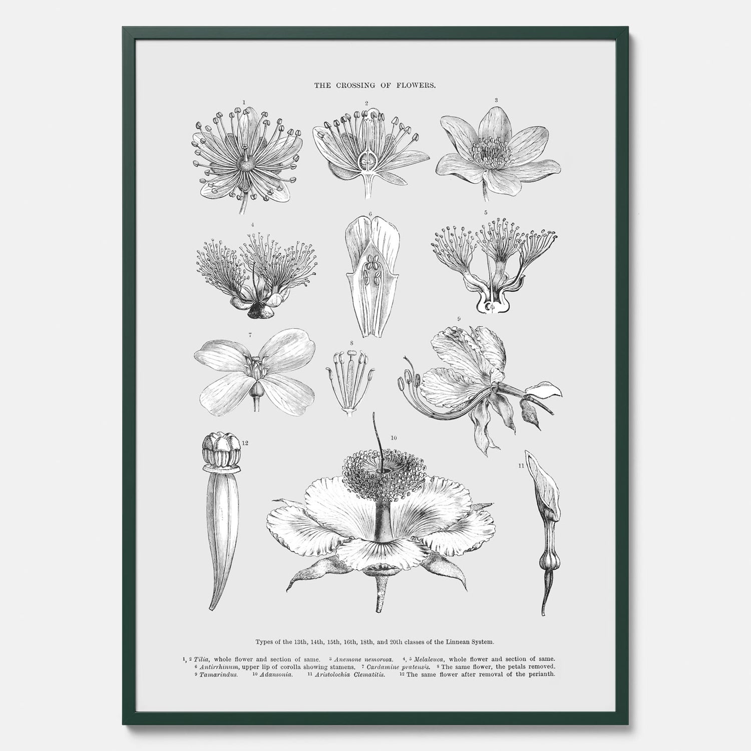 En vintageposter som föreställer blommor utifrån Linnésystemet (även kallad Linnés sexualsystem)
