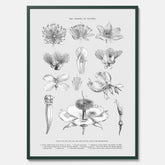 En vintageposter som föreställer blommor utifrån Linnésystemet (även kallad Linnés sexualsystem)
