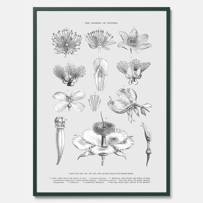 En vintageposter som föreställer blommor utifrån Linnésystemet (även kallad Linnés sexualsystem)