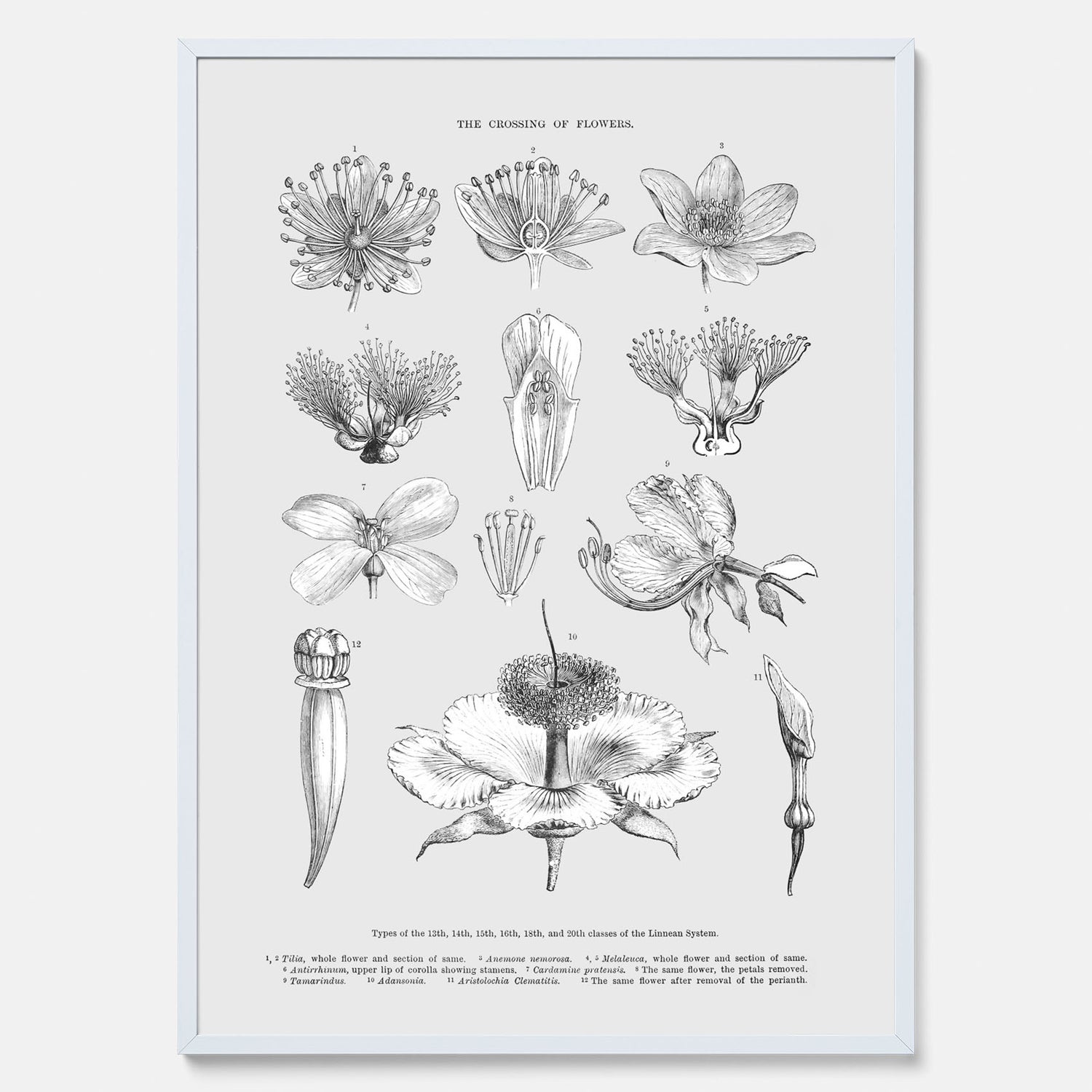 En vintageposter som föreställer blommor utifrån Linnésystemet (även kallad Linnés sexualsystem)