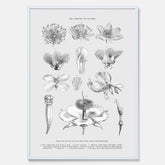 En vintageposter som föreställer blommor utifrån Linnésystemet (även kallad Linnés sexualsystem)