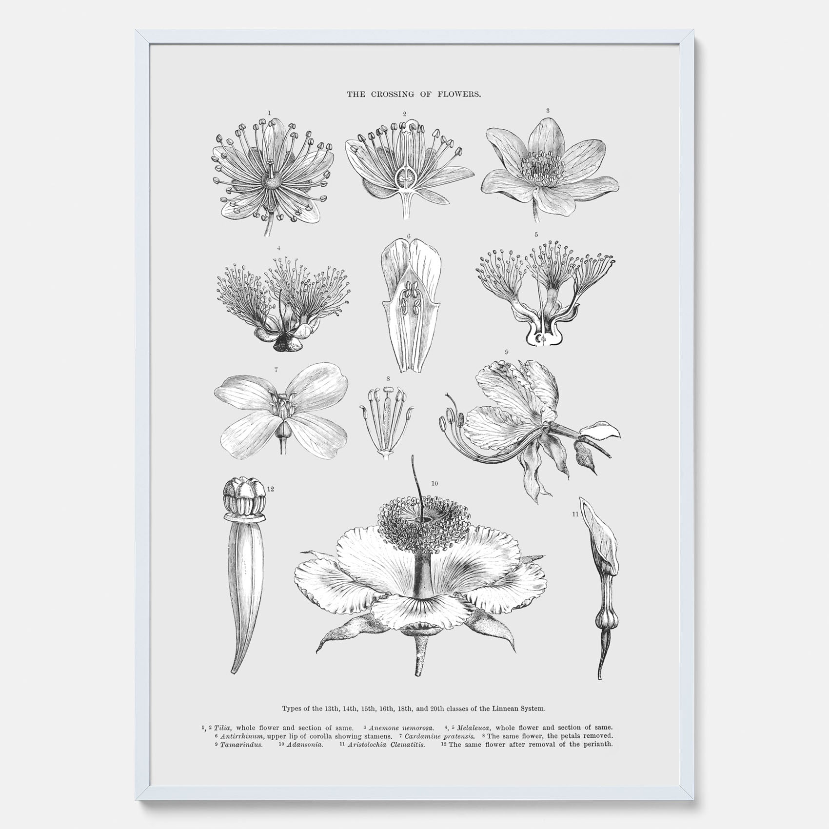 En vintageposter som föreställer blommor utifrån Linnésystemet (även kallad Linnés sexualsystem)