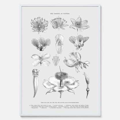 En vintageposter som föreställer blommor utifrån Linnésystemet (även kallad Linnés sexualsystem)