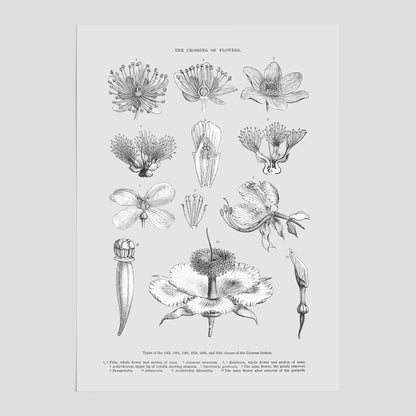 En vintageposter som föreställer blommor utifrån Linnésystemet (även kallad Linnés sexualsystem)