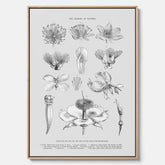 En vintageposter i canvas som föreställer blommor utifrån Linnésystemet (även kallad Linnés sexualsystem)