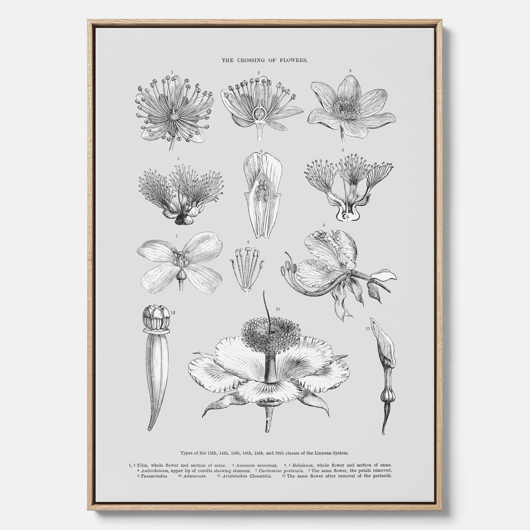 En vintageposter i canvas som föreställer blommor utifrån Linnésystemet (även kallad Linnés sexualsystem)