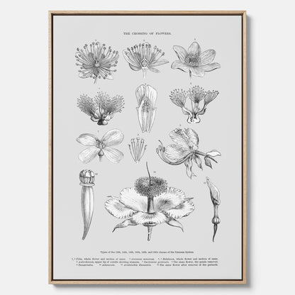 En vintageposter i canvas som föreställer blommor utifrån Linnésystemet (även kallad Linnés sexualsystem)