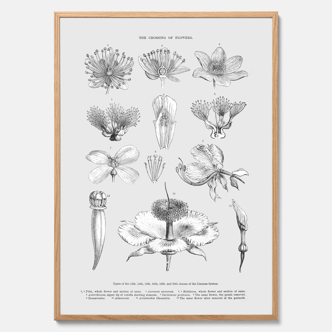 En vintageposter som föreställer blommor utifrån Linnésystemet (även kallad Linnés sexualsystem)