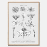 En vintageposter som föreställer blommor utifrån Linnésystemet (även kallad Linnés sexualsystem)