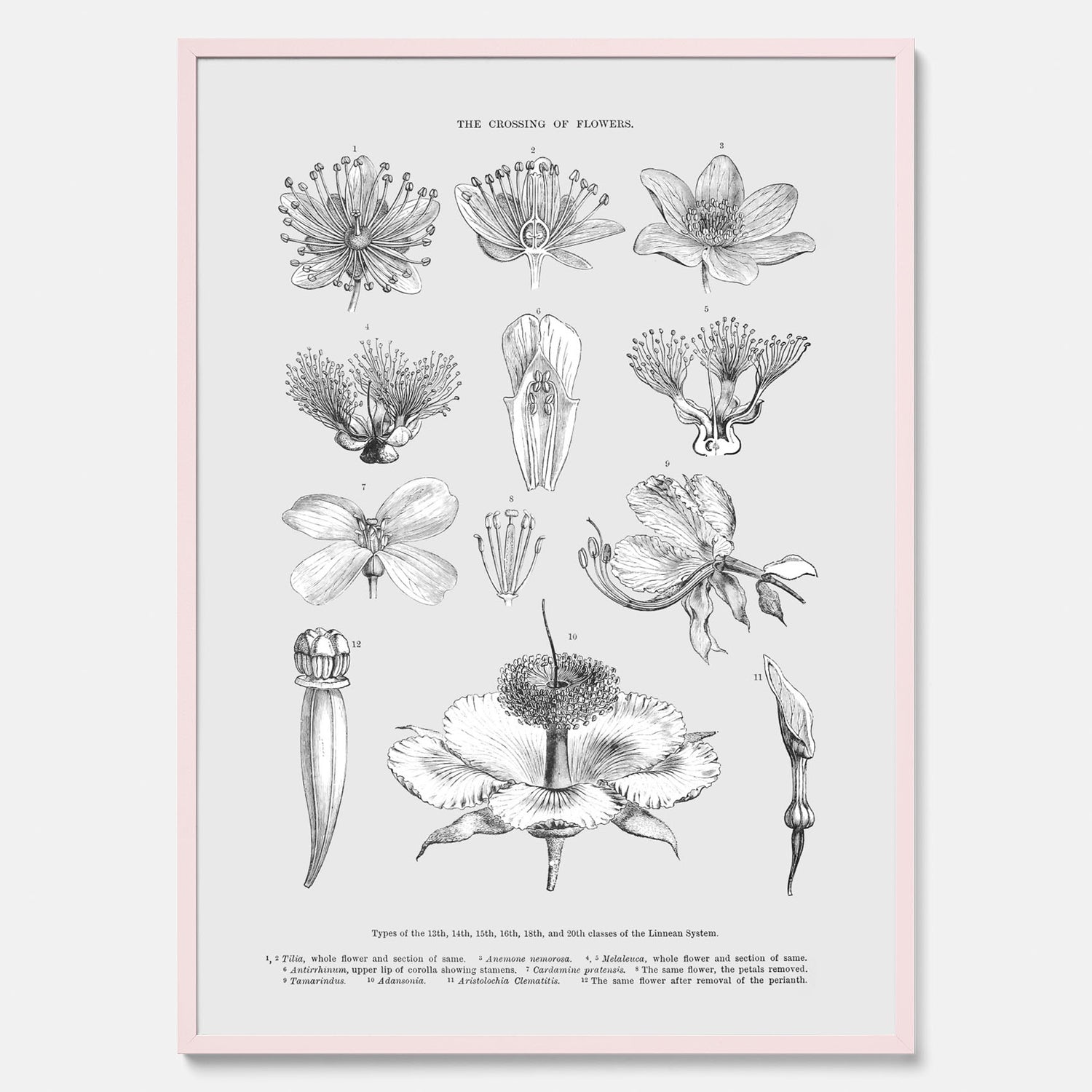 En vintageposter som föreställer blommor utifrån Linnésystemet (även kallad Linnés sexualsystem)