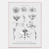 En vintageposter som föreställer blommor utifrån Linnésystemet (även kallad Linnés sexualsystem)