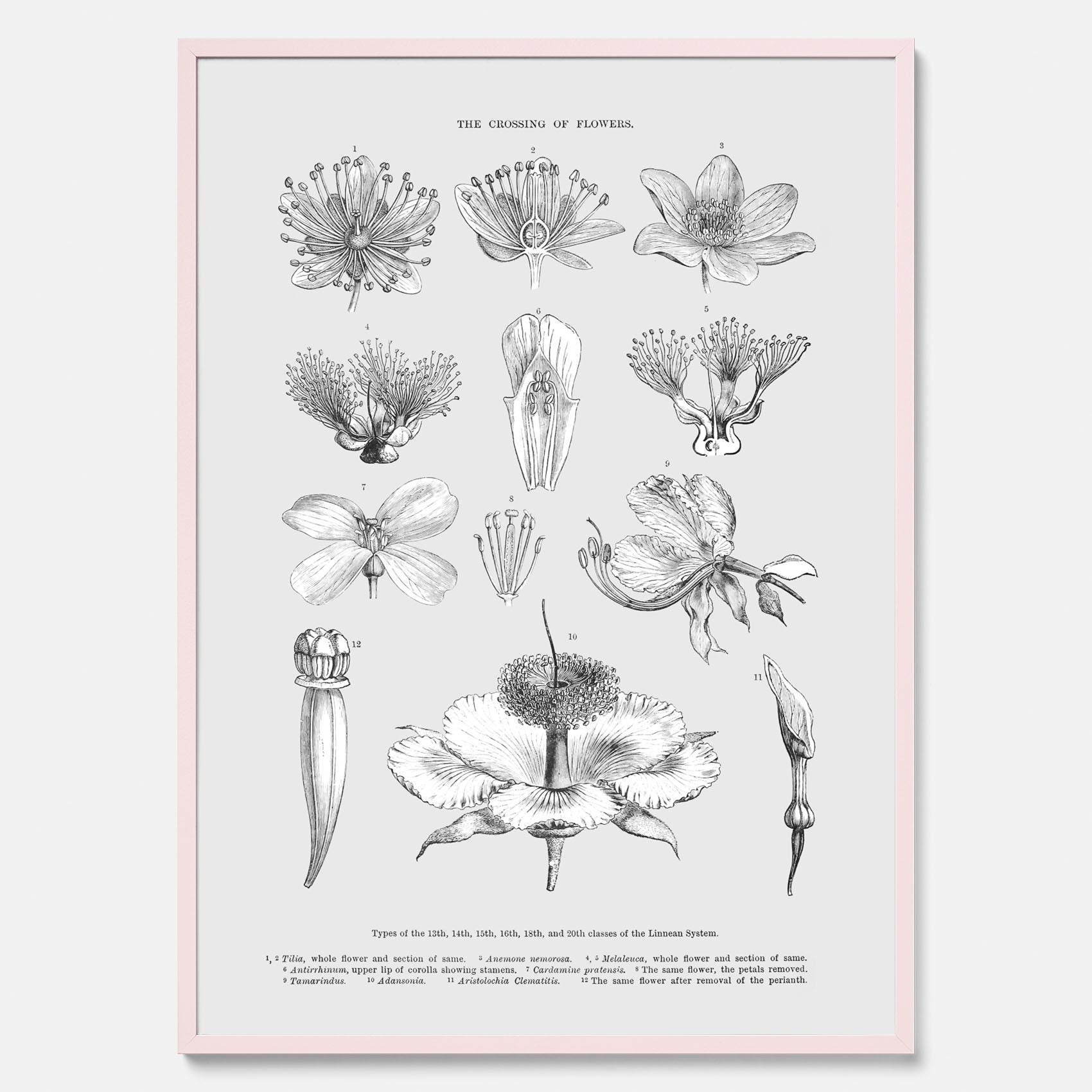 En vintageposter som föreställer blommor utifrån Linnésystemet (även kallad Linnés sexualsystem)