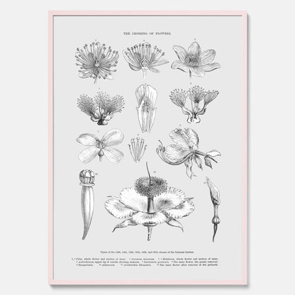En vintageposter som föreställer blommor utifrån Linnésystemet (även kallad Linnés sexualsystem)
