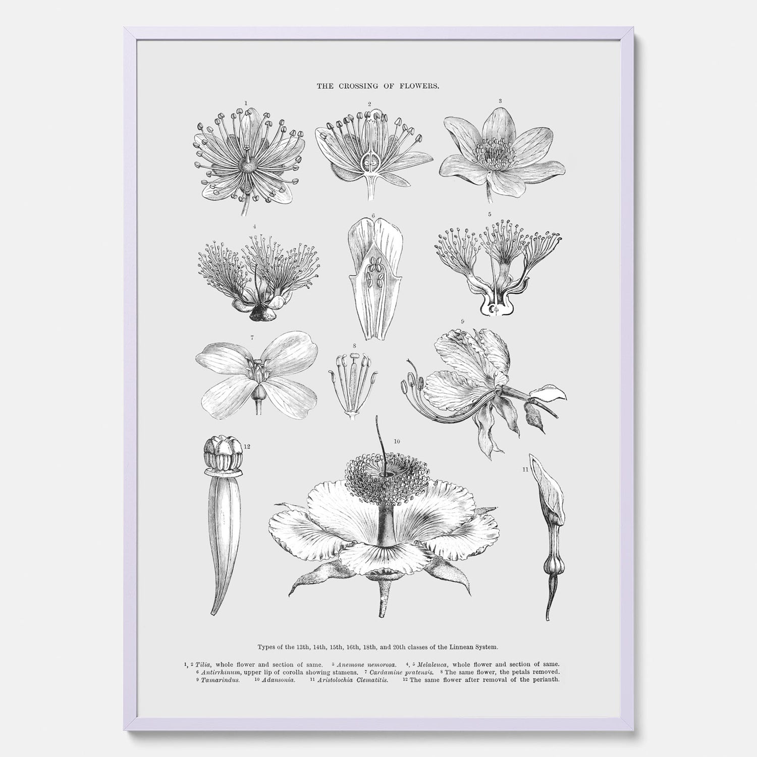 En vintageposter som föreställer blommor utifrån Linnésystemet (även kallad Linnés sexualsystem)