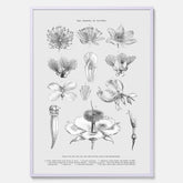 En vintageposter som föreställer blommor utifrån Linnésystemet (även kallad Linnés sexualsystem)