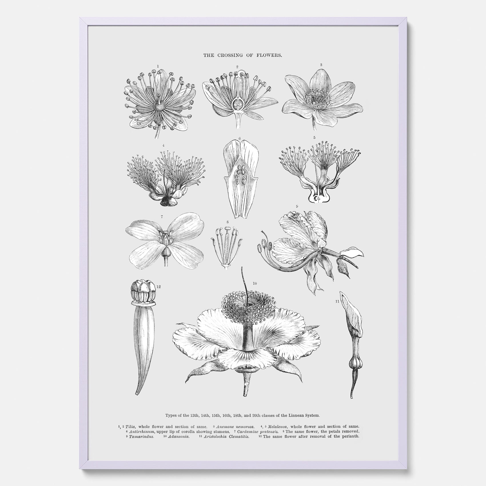 En vintageposter som föreställer blommor utifrån Linnésystemet (även kallad Linnés sexualsystem)