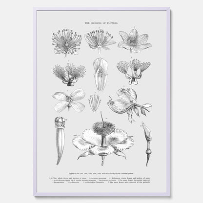 En vintageposter som föreställer blommor utifrån Linnésystemet (även kallad Linnés sexualsystem)