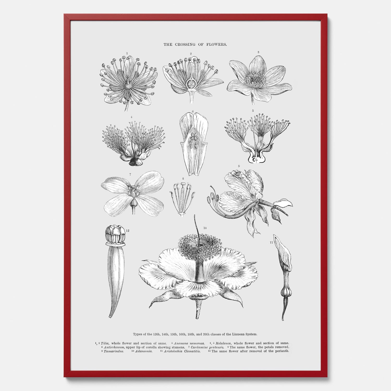 En vintageposter som föreställer blommor utifrån Linnésystemet (även kallad Linnés sexualsystem)