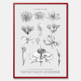 En vintageposter som föreställer blommor utifrån Linnésystemet (även kallad Linnés sexualsystem)