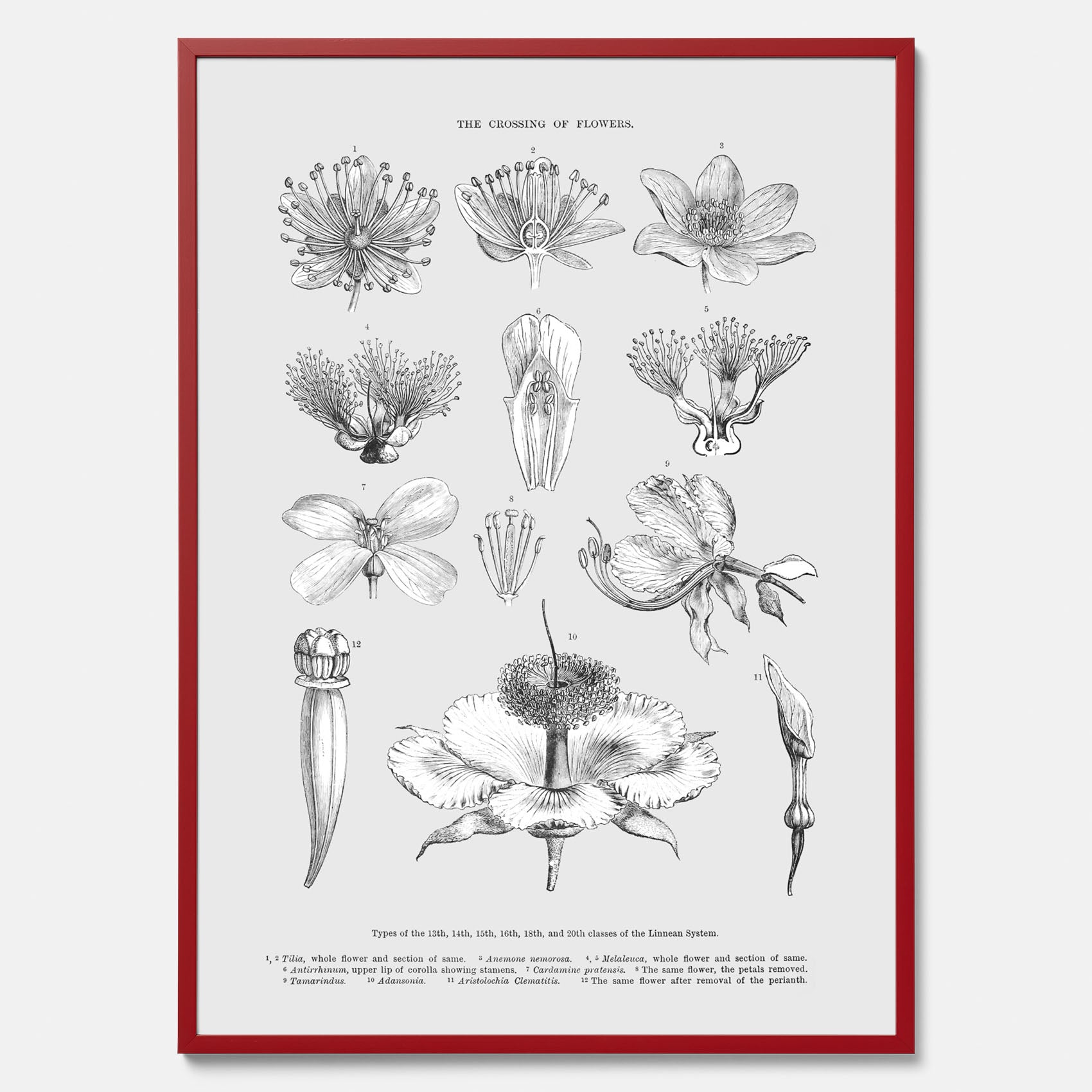 En vintageposter som föreställer blommor utifrån Linnésystemet (även kallad Linnés sexualsystem)