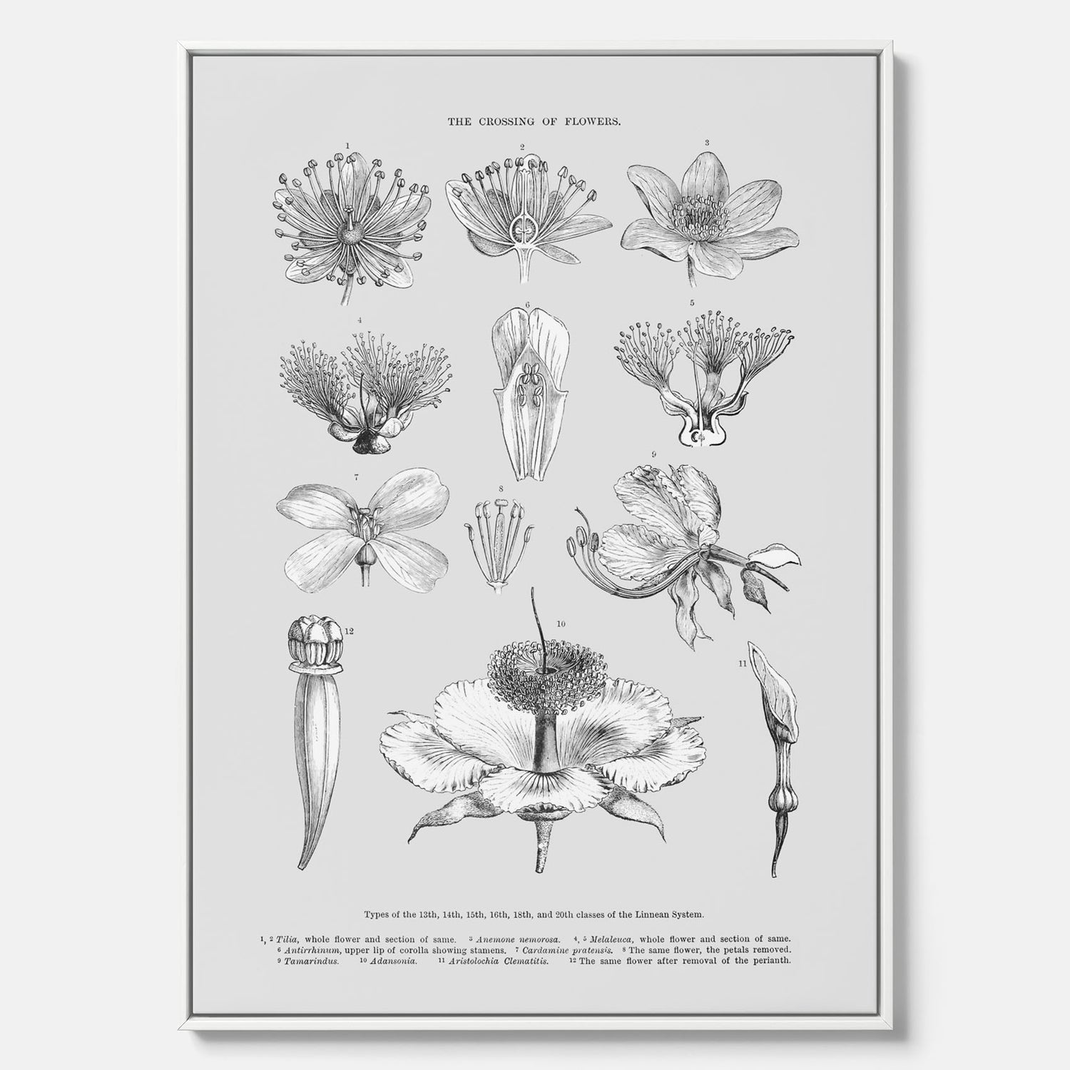 En vintageposter i canvas som föreställer blommor utifrån Linnésystemet (även kallad Linnés sexualsystem)