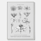 En vintageposter i canvas som föreställer blommor utifrån Linnésystemet (även kallad Linnés sexualsystem)