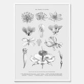 En vintageposter som föreställer blommor utifrån Linnésystemet (även kallad Linnés sexualsystem)
