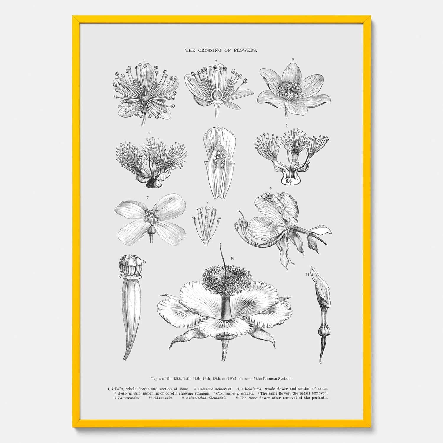 En vintageposter som föreställer blommor utifrån Linnésystemet (även kallad Linnés sexualsystem)