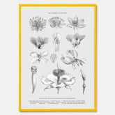 En vintageposter som föreställer blommor utifrån Linnésystemet (även kallad Linnés sexualsystem)