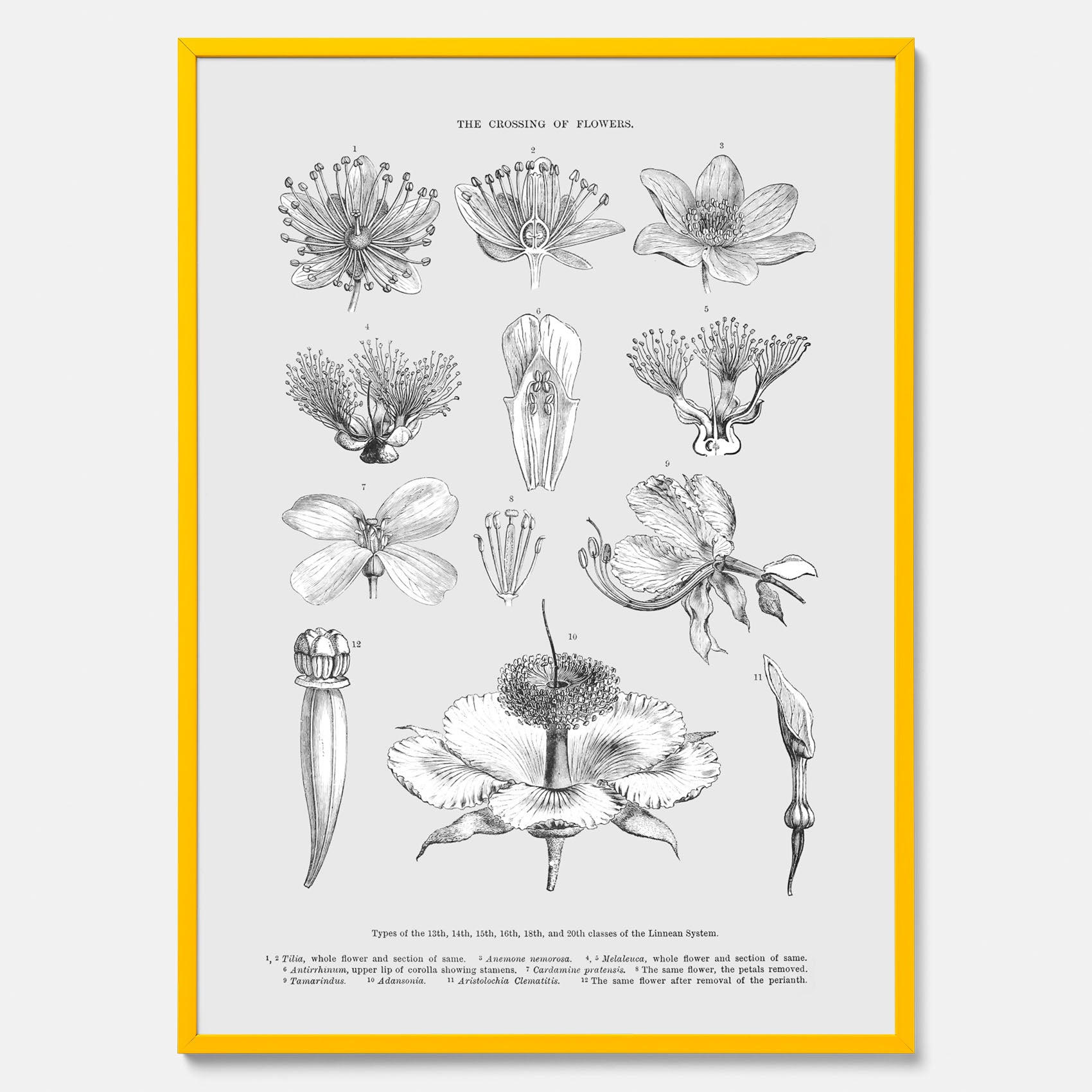 En vintageposter som föreställer blommor utifrån Linnésystemet (även kallad Linnés sexualsystem)