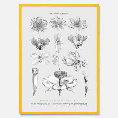 En vintageposter som föreställer blommor utifrån Linnésystemet (även kallad Linnés sexualsystem)