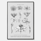 En vintageposter i canvas som föreställer blommor utifrån Linnésystemet (även kallad Linnés sexualsystem)