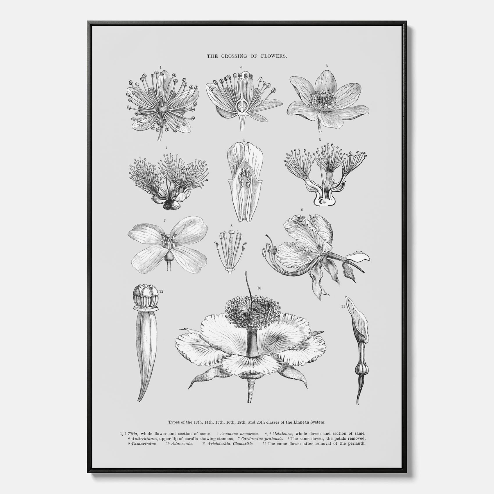 En vintageposter i canvas som föreställer blommor utifrån Linnésystemet (även kallad Linnés sexualsystem)