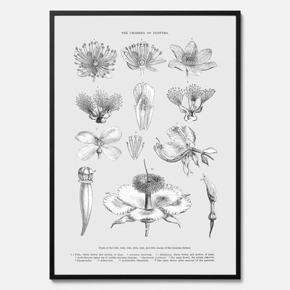 En vintageposter som föreställer blommor utifrån Linnésystemet (även kallad Linnés sexualsystem)