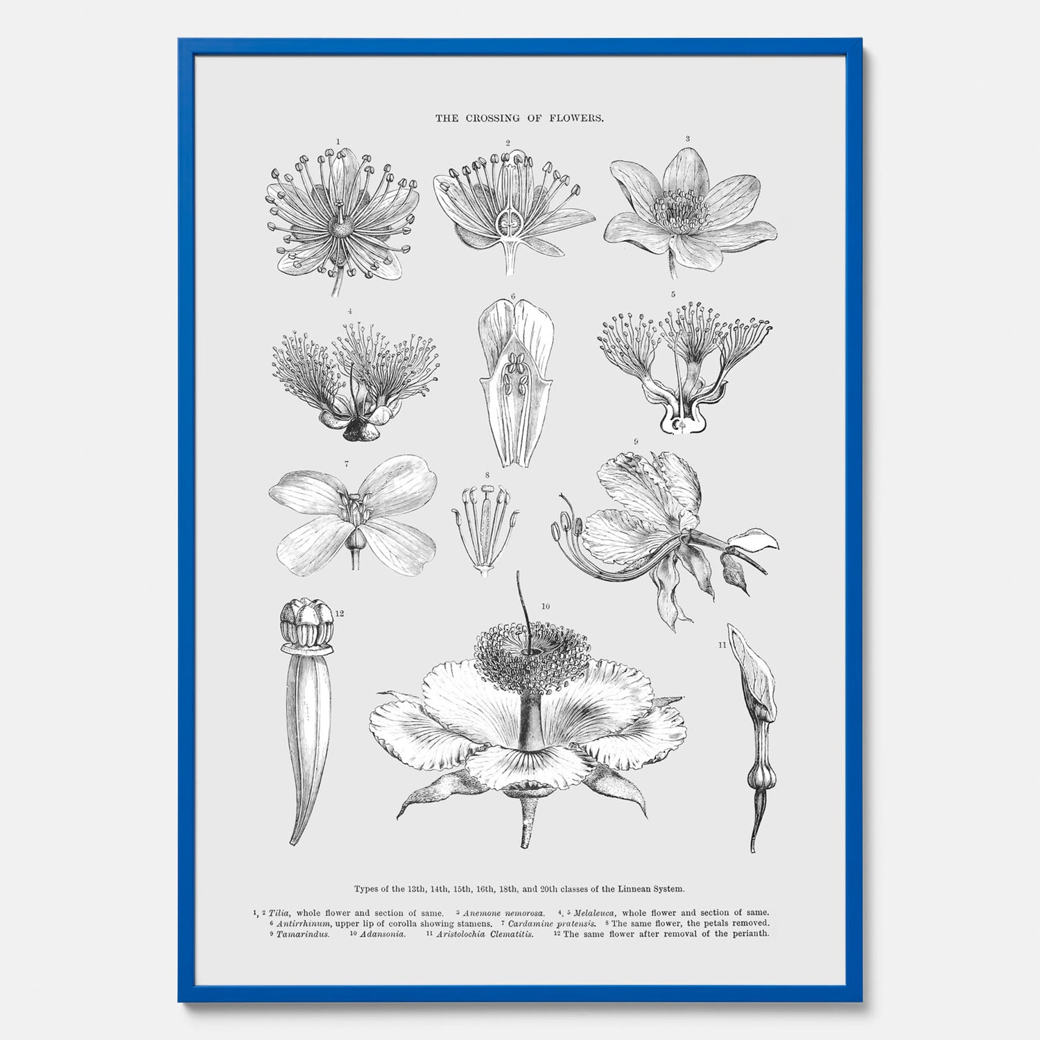 En vintageposter som föreställer blommor utifrån Linnésystemet (även kallad Linnés sexualsystem)