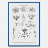 En vintageposter som föreställer blommor utifrån Linnésystemet (även kallad Linnés sexualsystem)