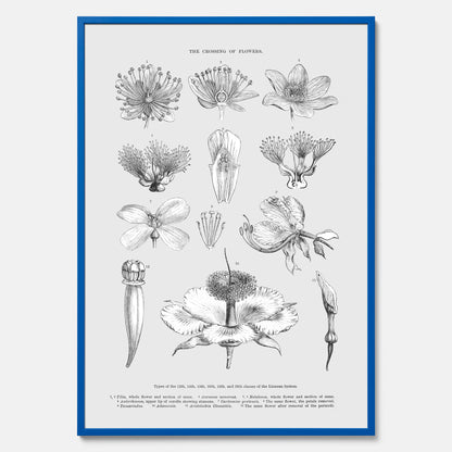 En vintageposter som föreställer blommor utifrån Linnésystemet (även kallad Linnés sexualsystem)