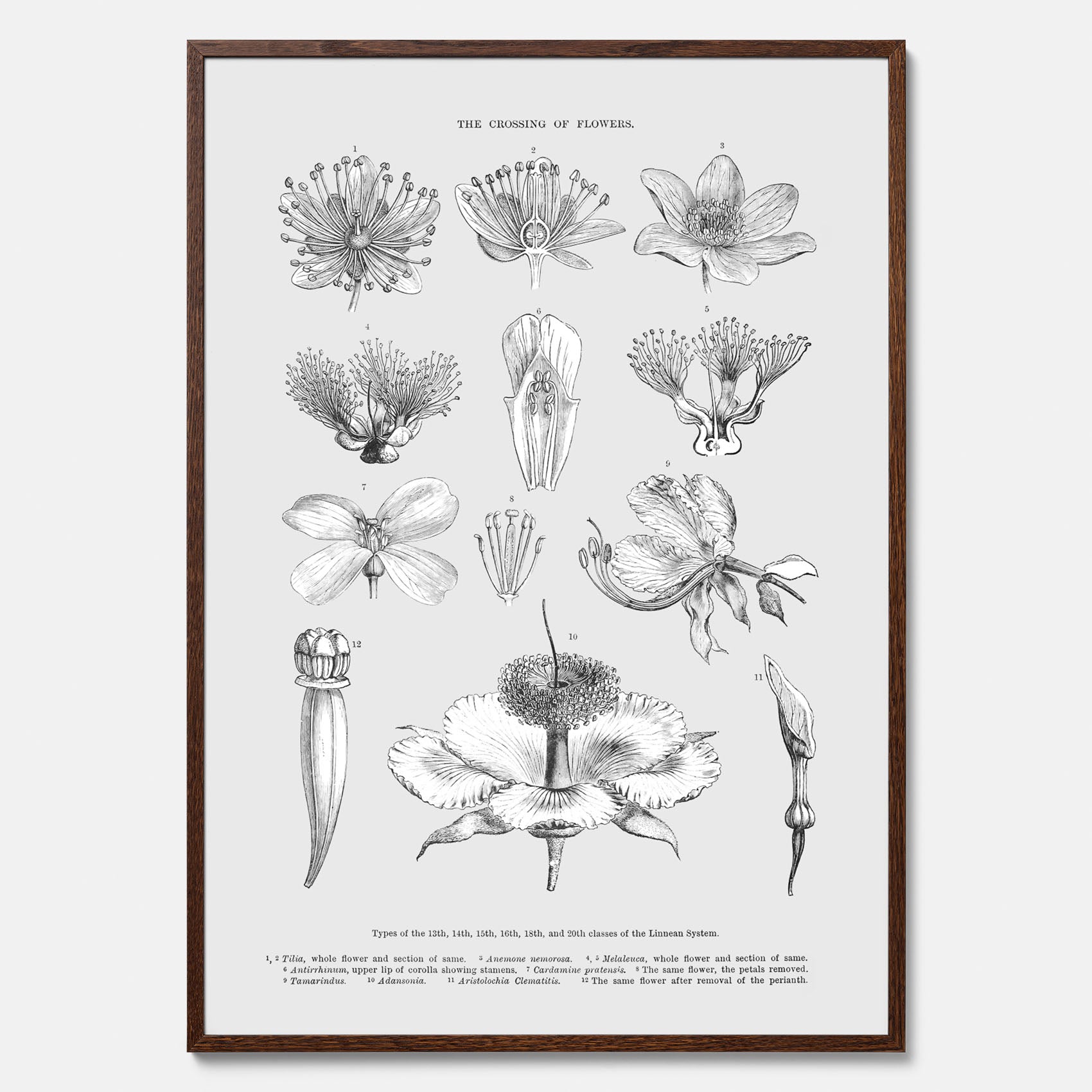 En vintageposter som föreställer blommor utifrån Linnésystemet (även kallad Linnés sexualsystem)